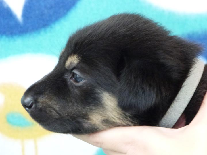 chinook puppy